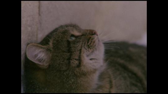 小猫虎子剧照
