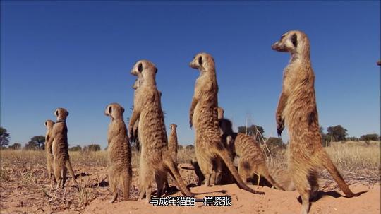 全天候野生动物追踪剧照