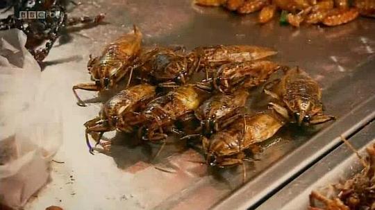 吃昆虫能拯救世界吗？剧照
