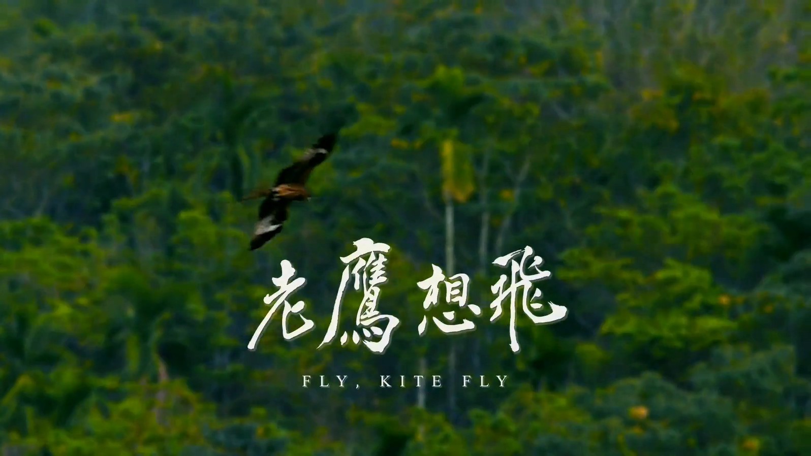 老鹰想飞剧照