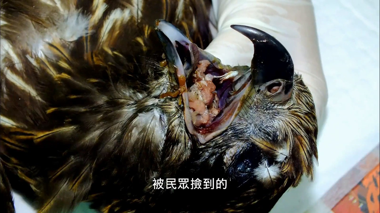 老鹰想飞剧照