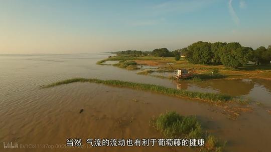 法国葡萄酒大师剧照