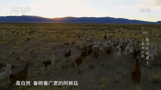 魅力阿根廷剧照